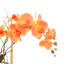 Orchidée et arrangement de plantes grasses