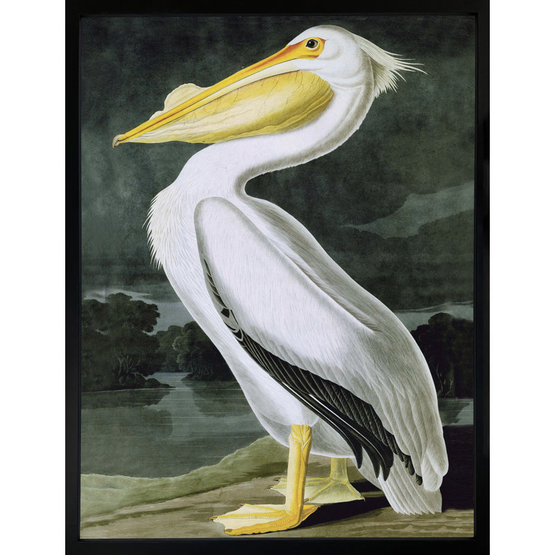 American White Pelican - Single Picture Frame Print, 53.5 x 43 cm