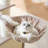 Modern Multi-Level Cat Tree for Maine Coons with Spacious Condo, 48.4" H-2120111411