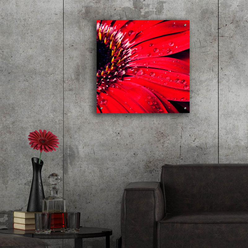 «Red Gerbera with Waterdrops 02» par Tom Quartermaine, art mural en verre acrylique, 24 po x 24 po