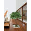Serene Spaces Living Schefflera