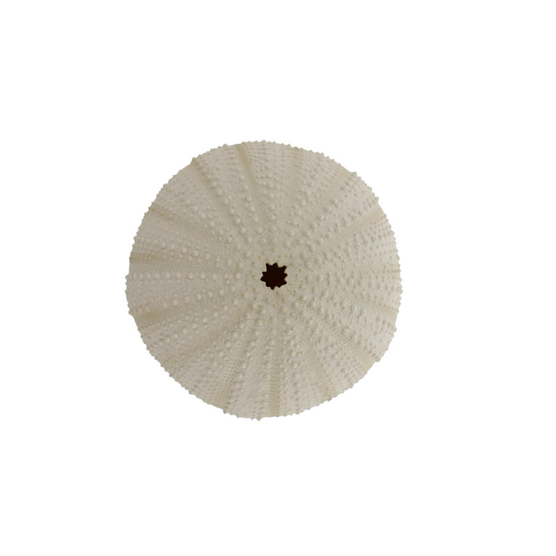 Wall Decor, 11.7cm H x 28cm W x 28cm D
