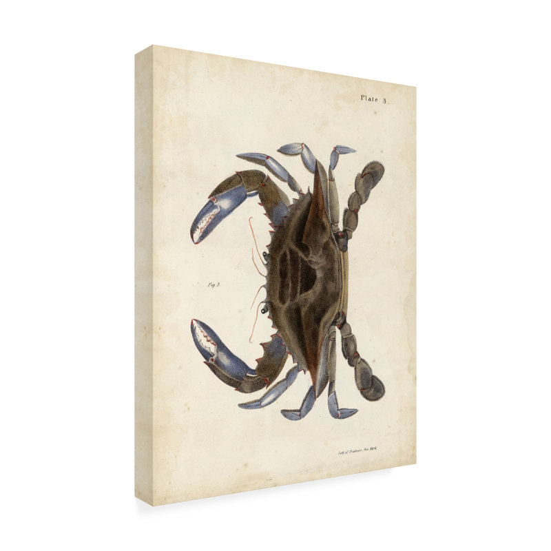 Art sur toile DeKay «Vintage Crab II», H 19 po x l 14 po x P 2 po