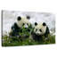 Hiver Pandas-368423764