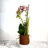 Mauve Bliss Orchid In Rustic Log Planter