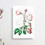 Pink Beach Rose - Wrapped Canvas-55330252