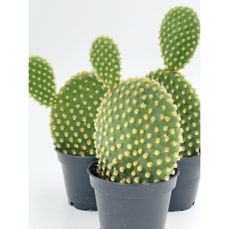 Bunny Ear Prickly Pear Cactus
