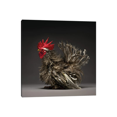 Frizzle Chabo - Wrapped Canvas Print