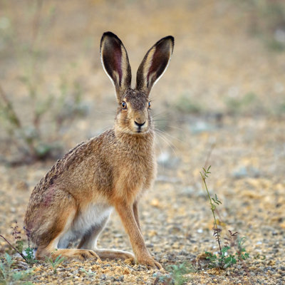 European Hare Stands On The Ground And Looking At The Camera by MriyaWildlife - Wrapped Canvas Print