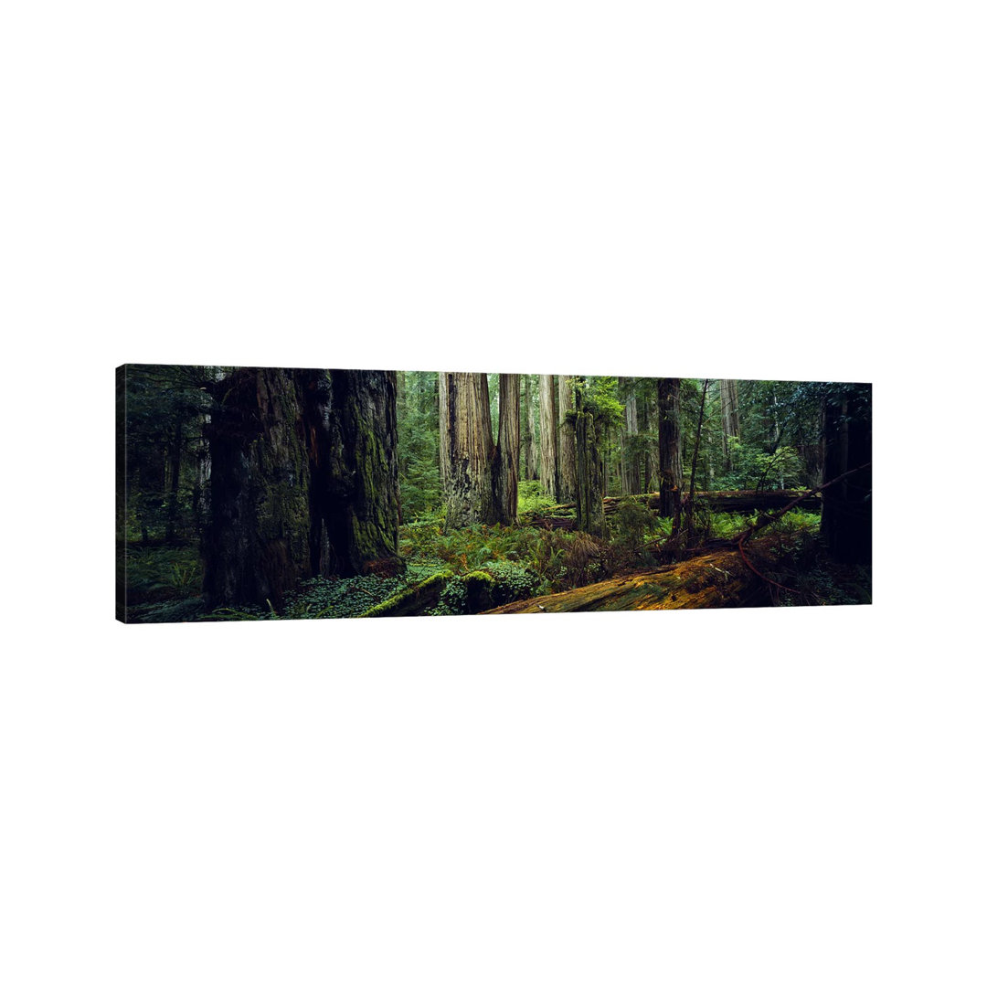 Trees In A Forest, Hoh Rainforest, Olympic National Park, Washington State, USA - Wrapped Canvas Panoramic Print