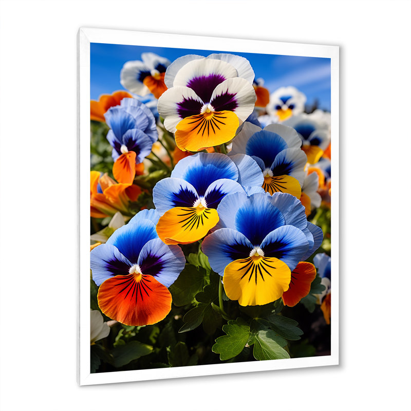 «Pansies Vibrant Pansies» sur toile, H 44 po x l 34 po x P 1,5 po, Cadre photo blanc