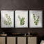 Botanical Wash I - Impression personnalisée de qualité supérieure avec cadre - 3 pièces-157287092