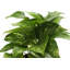 Live Air Purifying Houseplant Set in Classic Pots-70535095