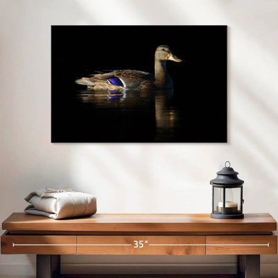 Brampt Swimming Mallard Duck