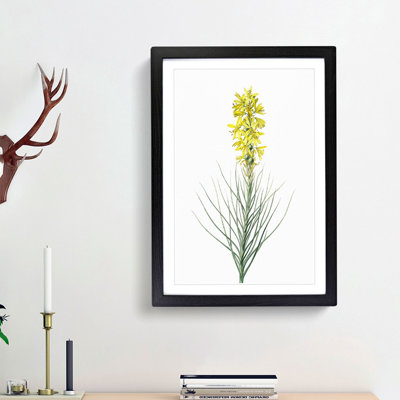 Yellow Asphodel Flowers by Pierre-Joseph Redoute - Picture Frame Painting Print