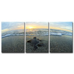 " Turtle " by Christopher Doherty 3 - Pieces