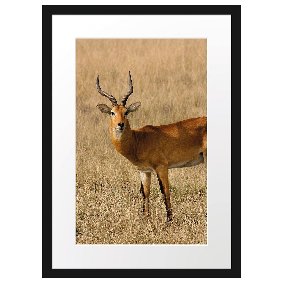 Gerahmtes Poster Dorkasgazelle im trockenen Gras