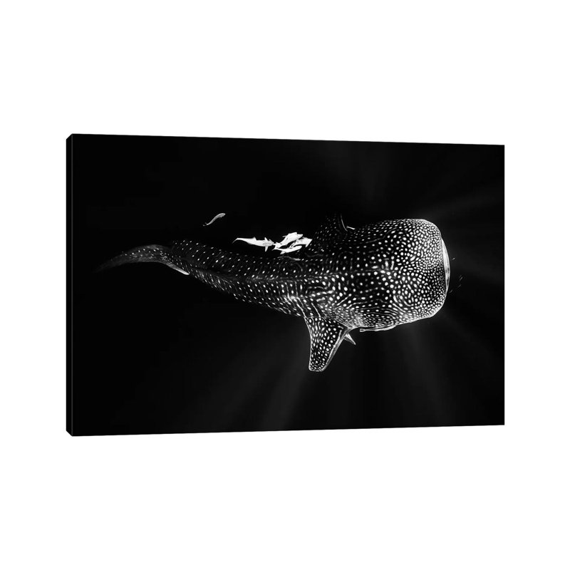 Black And Whale Shark by Barathieu Gabriel - Wrapped Canvas Print, 66.04 cm H x 45.72 cm W x 1.91 cm D