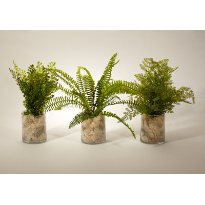 12'' Plant in Glass Jar