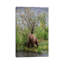 Grizzly Bear Male Scent Marking On Rubbing Tree, Katmai National Park, Alaska by Matthias Breiter - Wrapped Canvas Print-801055770