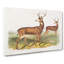 Columbian Black-Tailed Deer by J.W. Audubon - Wrapped Canvas-55371321