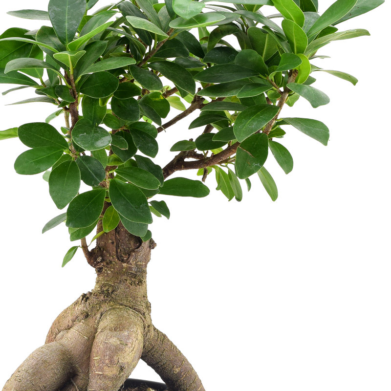 Elegant Ficus Bonsai in Black 6" Plastic Pot - Air Purifying Indoor Plant
