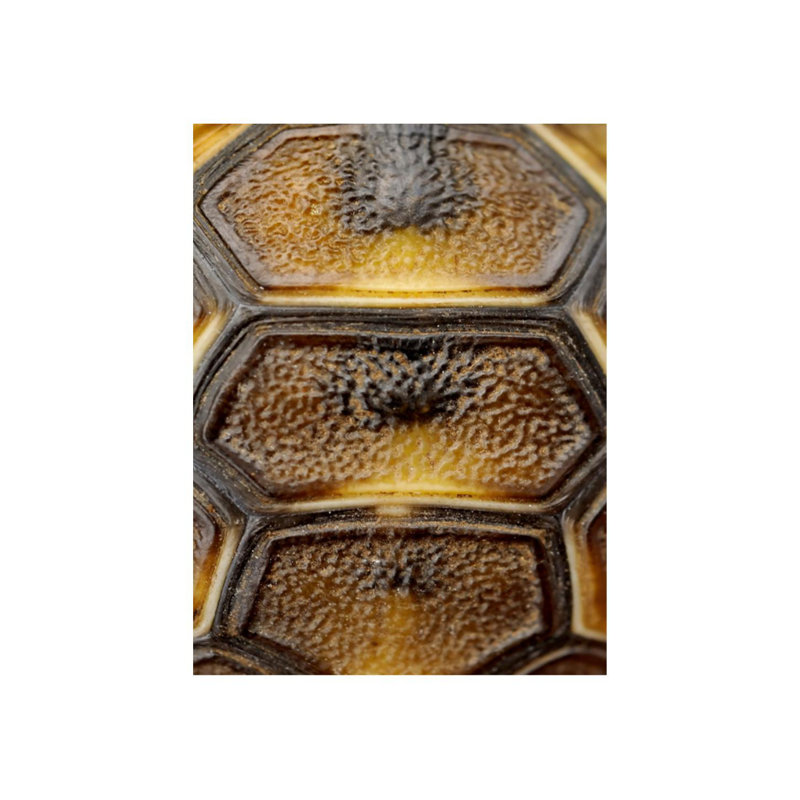 Carapaced Motif II Print by Austin Beiv, 40" H x 30" W x 1.5" D, Glass Coat