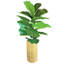 Plante de figuier figuier artificielle dans un panier 52,00 po Lilly White