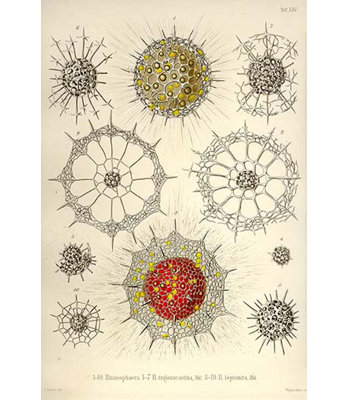 " Rhizosphaera R. Trigonacantha R. Leptomita " by Ernst Haeckel