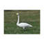 Wall Art on Canvas-1850163522