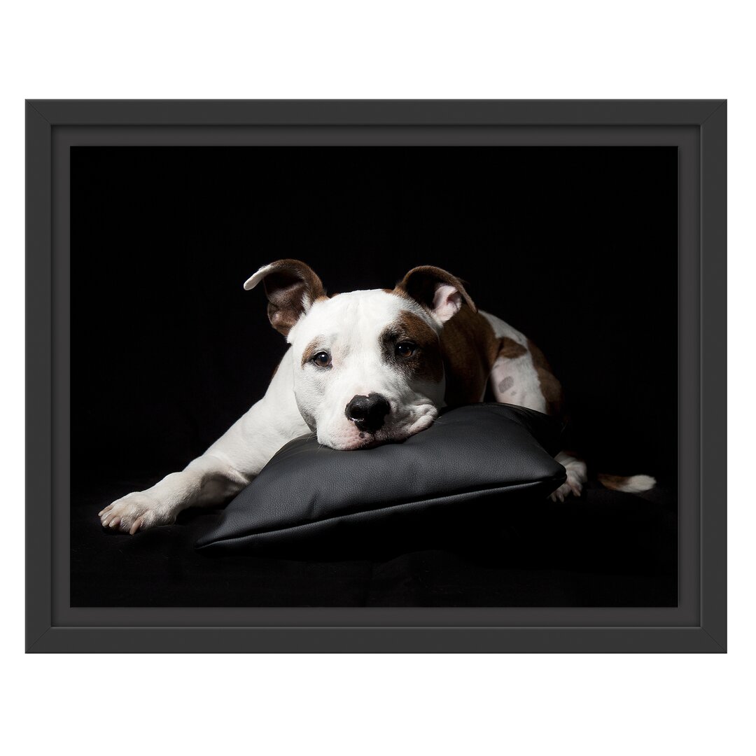 Niedlicher dunkler American Staffordshire Terrier" Gerahmter Fotodruck