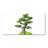 Bonsai Tree - No Frame Print on Canvas