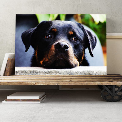 Rottweiler Dog Photographic - Wrapped Canvas