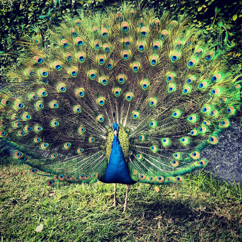 Peacock by Breathefitness - Wrapped Canvas Print, 61cm H x 91cm W x 3.8cm D