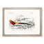 Male Golden Pheasant by Charles d' Orbigny - Picture Frame Art Print-55576711-55576710