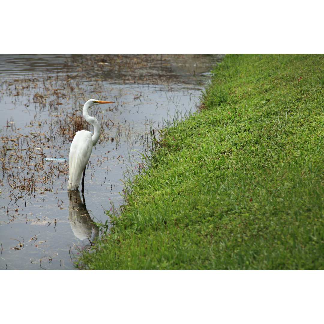 Einzelner tropischer Wasservogel