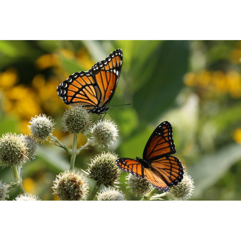 Mingenew Viceroy Butterflies - Wrapped Canvas Print, 30cm H x 46cm W x 3.8cm D