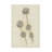" Seed Pods Study II "-98390351