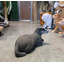 Badger portant une statue grandeur nature