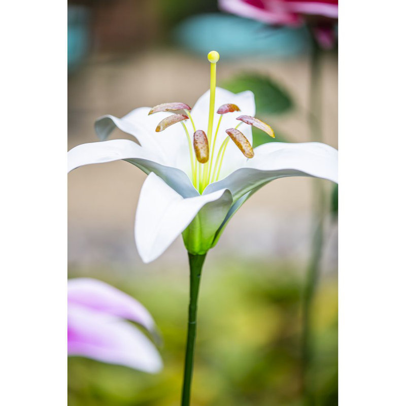 Lily de jardin, Blanc
