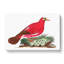 Crimson Pigeon by George Shaw - Wrapped Canvas-55304419