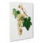 Muscat Grapes by Giorgio Gallesio - Wrapped Canvas Painting-55360686