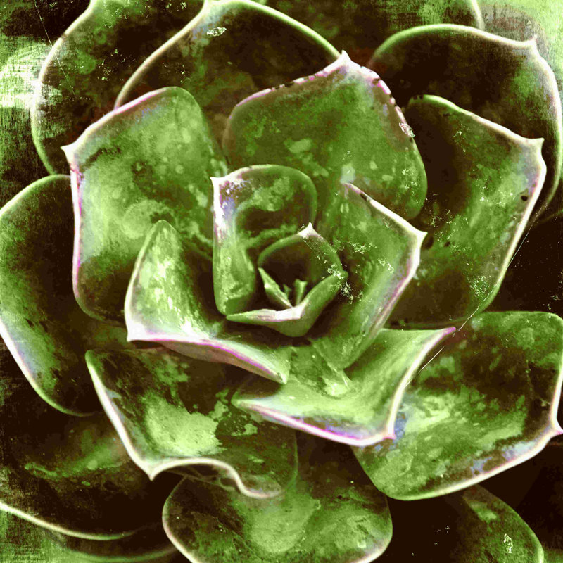 Gros plan sur une plante grasse - reproduction sur toile tendue, L 12 po x H 12 po