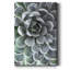 " Zen Succulent III "-1318627430