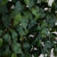 Ficus en pot 120 po en pot