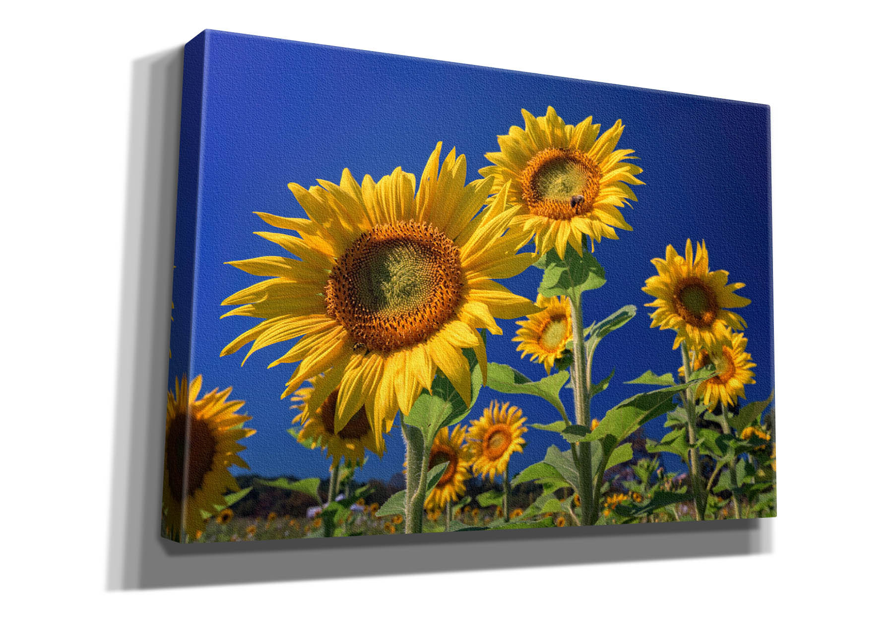 Gracie Oaks 'Golden Sunflowers' by Rick Berk Canvas Wall Art | Wayfair