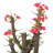 14'' Faux Cactus Succulent in Pot