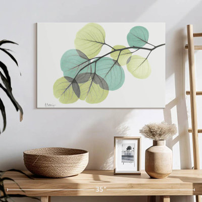 Eucalyptus Harnek Turq
