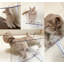 Pied de chat pour mur