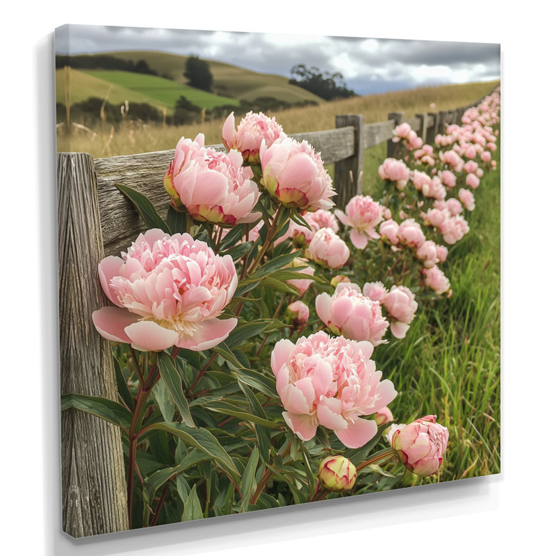 Photo de pivoines dans le enclos à cheval II - pivoines, art mural, Toile tendue, Ne s’applique pas, H 30 po x l 30 po